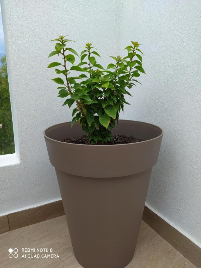Ortensia Oziás Exteriör bild